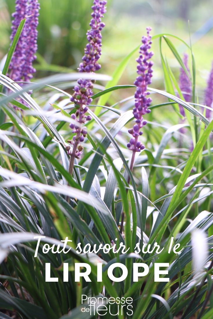 Liriope: Everything You Need to Know
The Liriope, often referred to as the {glossary:lilyturf} in English, is a versatile and robust perennial that has become a staple in many gardens across the UK and Ireland. This plant is not only admired for its lush, grass-like foliage but also for the striking, purple or white flowers it produces, which can add a splash of colour to any garden space.
### Ideal Growing Conditions
Liriope thrives in a variety of conditions but prefers partially shaded areas with well-drained soil. It is quite adaptable and can tolerate full sun in cooler climates, but in hotter regions, it benefits from some afternoon shade to protect it from scorching.
### Planting and Care
Planting liriope is straightforward. It is best to plant in spring or autumn to allow the plant time to establish itself before the extremes of summer or winter. When planting, ensure the soil is enriched with organic matter to provide the best growing conditions.
Once established, liriope requires minimal care. Watering during dry periods will keep it looking its best, and an annual feed with a general-purpose fertilizer in spring can help promote vigorous growth and flowering. Cutting back the foliage in early spring can also help to maintain a tidy appearance and encourage new growth.
### Uses in the Garden
Liriope is incredibly versatile. It can be used as ground cover, in borders, or in container gardens. Its ability to spread makes it an excellent choice for filling in gaps and creating a continuous carpet of green. Additionally, its tolerance to drought and low maintenance makes it a favourite among gardeners who prefer less labour-intensive plants.
### Common Varieties
There are several popular varieties of liriope, including Liriope muscari 'Big Blue', known for its vibrant blue flowers, and Liriope spicata, which is a faster-spreading variety that can be useful for large areas that need coverage.
### Potential Issues
While generally robust, liriope can sometimes suffer from fungal diseases if conditions are too damp. Ensuring good air circulation around the plants and avoiding overcrowding can help prevent these issues. Additionally, slugs and snails can be attracted to the foliage, so regular monitoring and control measures may be necessary.
In conclusion, whether you are a seasoned gardener or a beginner, liriope is an excellent addition to your garden. Its ease of care, aesthetic appeal, and versatility make it an ideal choice for both ornamental and practical uses in a variety of garden settings. Liriope: Everything You Need to Know
