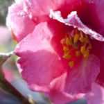 My camellia in winter: how to look after it?