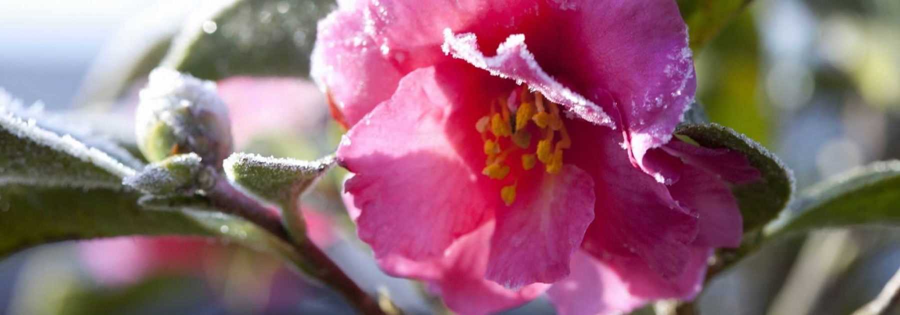 My camellia in winter: how to look after it?