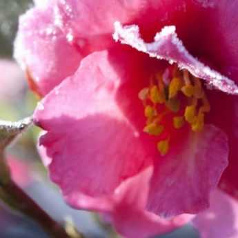 My camellia in winter: how to look after it?
