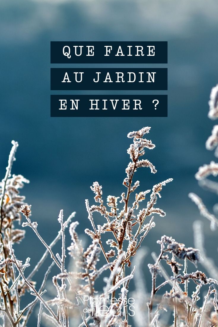 What to Do in the Garden During Winter Winter: What to Do in the Garden?