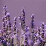 How to Fail at Growing Lavender in 5 Lessons