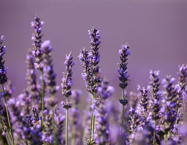 How to Fail at Growing Lavender in 5 Lessons