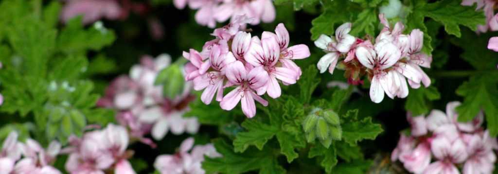 Successful overwintering of pelargoniums (balcony geraniums)