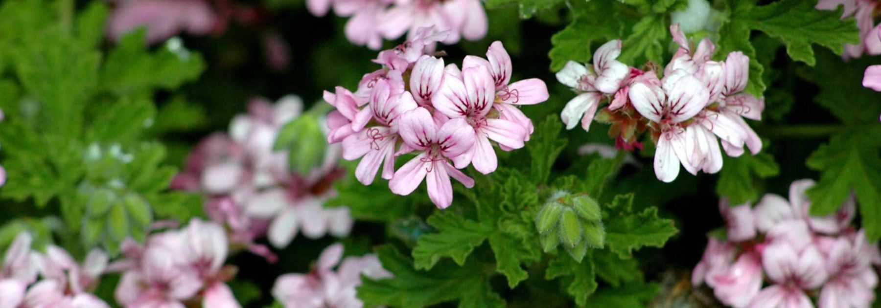 Successful overwintering of pelargoniums (balcony geraniums)