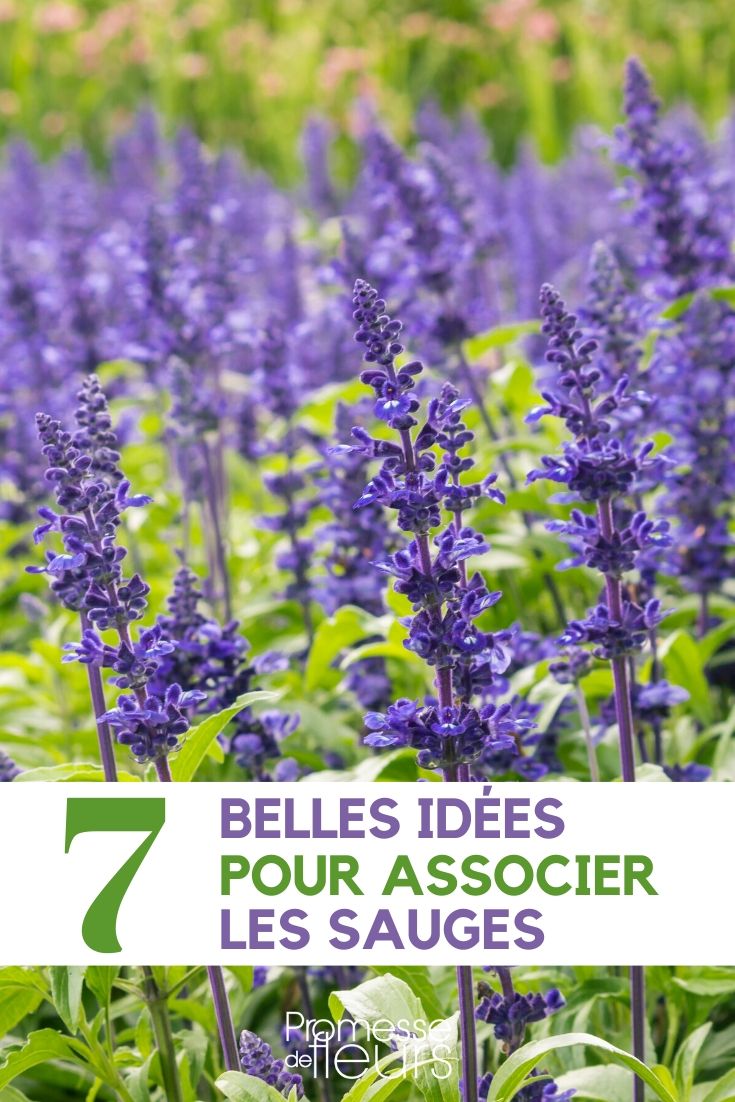 Sages: Ideas for Pairing Them in the Garden