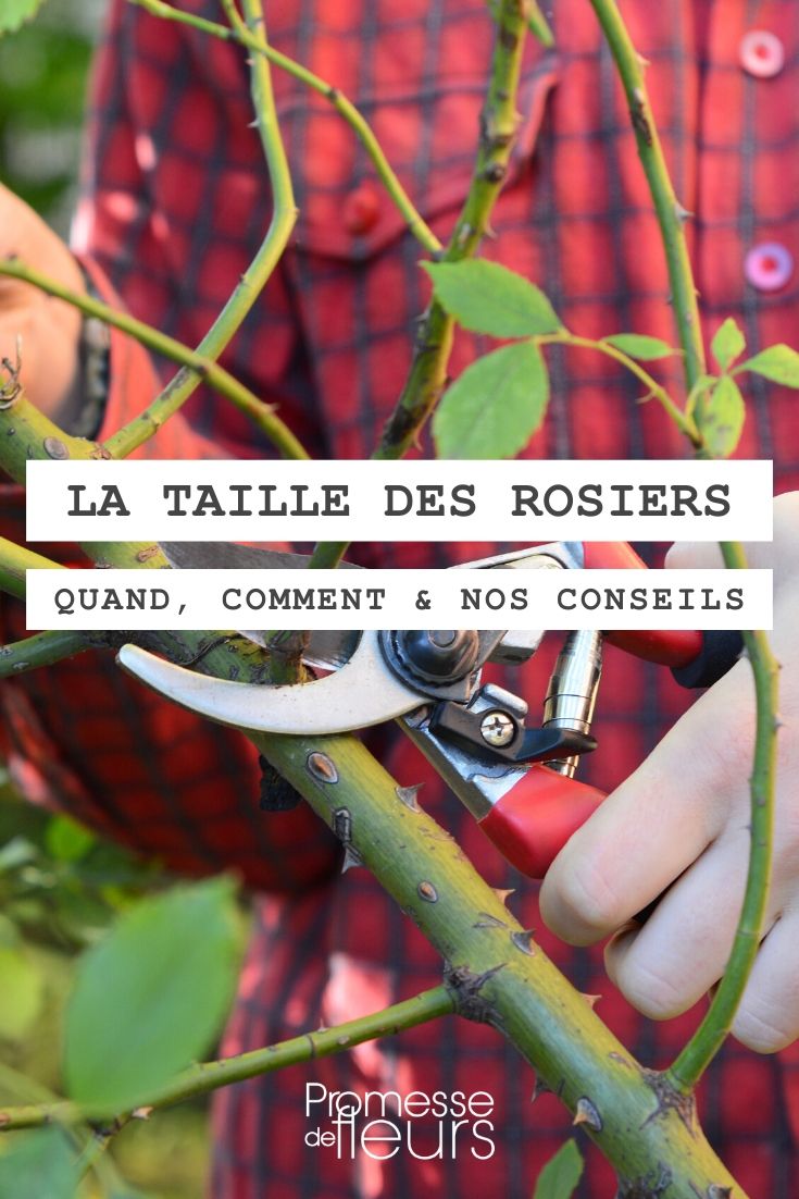 Pruning Roses