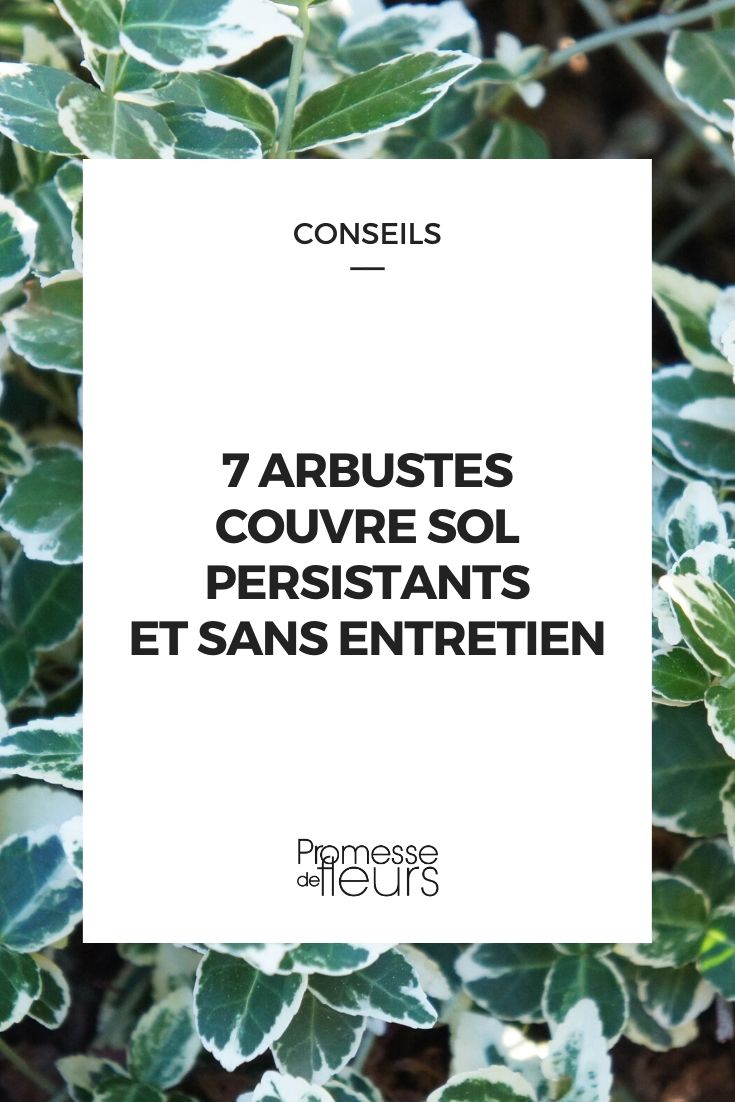 evergreen ground-cover bushes