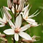 Asphodel: planting, growing, and maintaining