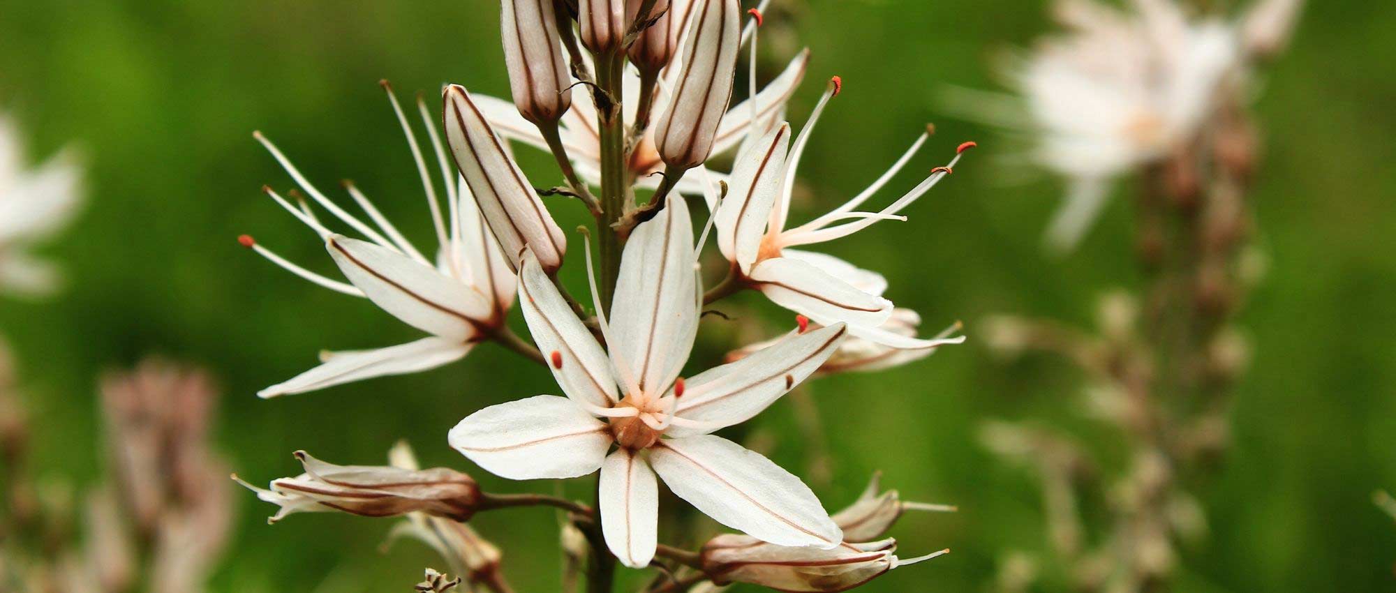 Asphodel: planting, growing, and maintaining