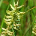 Astragalus: planting, cultivation, and care