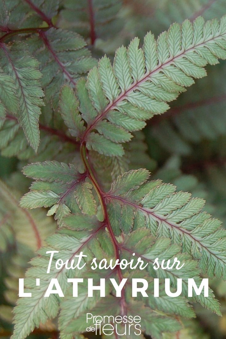 Athyrium: Everything You Need to Know Athyrium, female fern