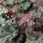 Heuchera: 7 ideas for successful plant combinations