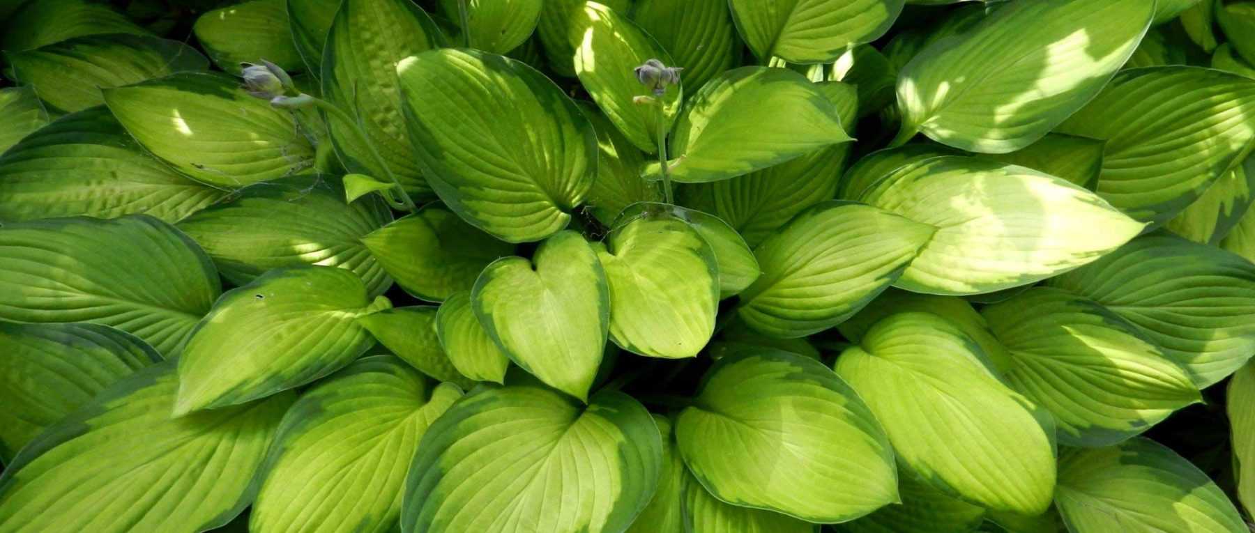 Hostas: 7 ideas for successful combinations