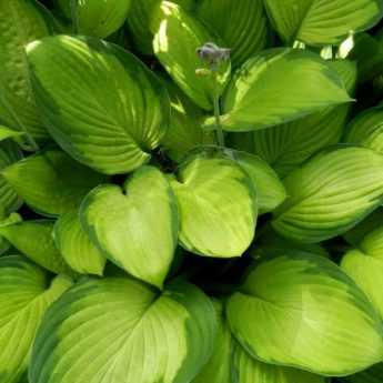 Hostas: 7 ideas for successful combinations