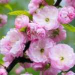 6 winter-flowering <em>Prunus</em>