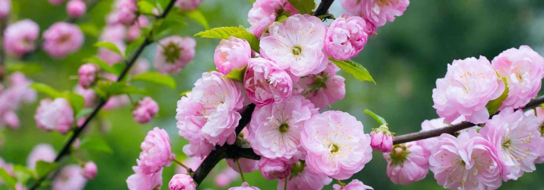 6 winter-flowering <em>Prunus</em>