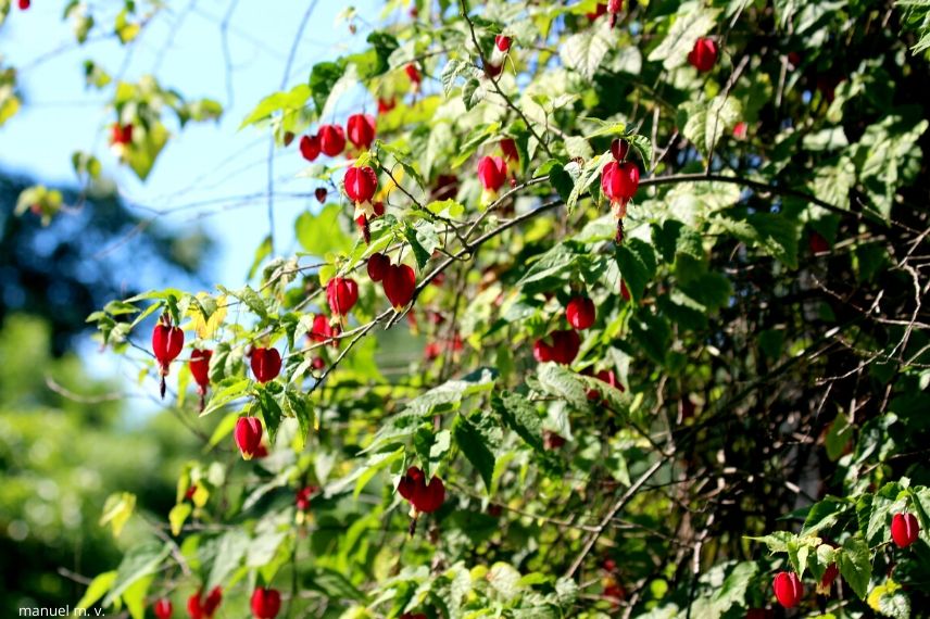 Protecting the Abutilon in Winter

As the colder months approach, it's crucial to consider the needs of your {glossary:Abutilon}, commonly known as the "Indian mallow" or "flowering maple". This beautiful shrub, with its delicate bell-shaped flowers, requires some care to thrive during the winter, especially in cooler climates.

### Location and Environment

Firstly, if your {glossary:Abutilon} is planted in the ground and you live in a region where frost is common, it's advisable to provide a protective cover. A simple frost cloth or even a burlap wrap can shield the plant from severe cold and frostbite. Ensure that the cover is loose enough to allow air circulation but secure enough to protect against harsh winds.

### Potted Abutilon

For potted {glossary:Abutilon}, moving them indoors before the first frost is a wise decision. Place the plant in a well-lit area but away from direct heat sources such as radiators. Indoor heating can dry out the air significantly, so maintaining humidity around the plant will help keep it healthy. A small humidifier or a pebble tray with water can effectively increase the surrounding humidity.

### Watering and Feeding

During winter, the {glossary:Abutilon}'s growth slows down, so it's essential to adjust your watering schedule. Water only when the top inch of the soil feels dry to the touch. Overwatering can lead to root rot, particularly in colder weather when the plant's water requirements decrease.

Feeding your {glossary:Abutilon} should also be reduced during the winter months. A light application of a balanced, water-soluble fertilizer at the beginning of the season is sufficient. Avoid high-nitrogen fertilizers, which can spur leaf growth at the expense of flowers.

### Pruning and Maintenance

Winter is an ideal time to prune your {glossary:Abutilon}. Remove any dead or damaged branches to encourage healthy growth and flowering in the spring. This also helps to maintain the shape of the plant and prevents it from becoming leggy.

### Monitoring for Pests

Keep an eye out for pests like aphids and spider mites, which can be more prevalent in the warm, dry conditions of a heated home. Regularly inspect the leaves, and if pests are detected, treat the plant with an appropriate insecticidal soap or neem oil.

By following these simple tips, your {glossary:Abutilon} will not only survive the winter but continue to flourish and bring beauty to your garden or home.
