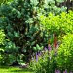 Garden on a housing estate: how to lay out and personalise it