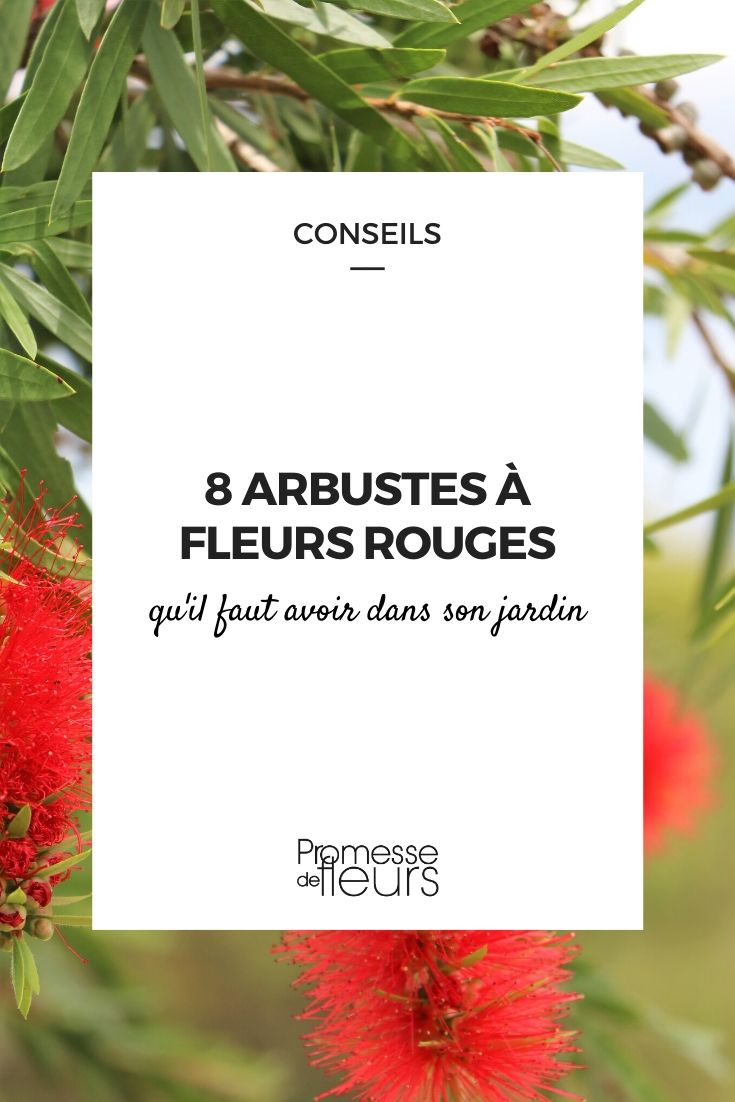 Bushes with Red Flowers: The Essentials