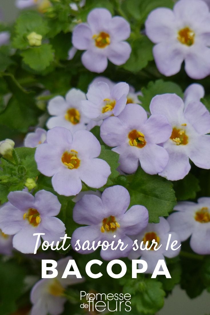 Bacopa: Everything You Need to Know
The Bacopa, scientifically known as Bacopa monnieri, is a staple in ornamental gardening due to its lush foliage and delicate flowers. Often found cascading from hanging baskets or sprawling over the edges of containers, this plant adds a touch of serenity to any garden setting.
### Growing Conditions
Bacopa thrives in well-drained soil and prefers a sunny to partly shaded location. It is essential to keep the soil consistently moist, as Bacopa does not tolerate drought well. Regular watering and occasional feeding with a balanced fertilizer will help maintain its vibrant growth and prolific blooming.
### Planting Tips
When planting Bacopa, consider its growth habit. It's an excellent choice for edges of containers or as a ground cover in mild climates. Space the plants about 20-30 cm apart to allow for spreading. Bacopa can also be grown indoors in a well-lit area, making it a versatile addition to your home or garden.
### Common Varieties
There are several varieties of Bacopa, each with its unique charm. Some popular ones include:
- **Bacopa 'Blue Bells'**: Features stunning deep blue flowers.
- **Bacopa 'Snowtopia'**: Known for its abundant white blooms.
- **Bacopa 'Gold n Pearls'**: Offers a striking contrast with its golden-yellow flowers.
### Care and Maintenance
To keep your Bacopa looking its best, regular pruning is recommended. This encourages fuller growth and more blooms. Deadheading spent flowers will also promote continuous flowering throughout the season.
### Pests and Diseases
Bacopa is relatively resistant to pests and diseases. However, keep an eye out for common issues like aphids and fungal infections, especially in humid conditions. Proper air circulation and avoiding overhead watering can help prevent these problems.
### Conclusion
Bacopa is a delightful addition to any garden, providing a long season of colour and texture. With proper care, this low-maintenance plant will flourish and bring joy to your outdoor or indoor spaces. Whether you're a seasoned gardener or a beginner, Bacopa is an excellent choice for adding beauty and tranquillity to your planting endeavors. Bacopa: Everything You Need to Know
Bacopa, also known as water hyssop, is a genus of aquatic plants that thrive in wet, marshy conditions. This versatile plant is not only admired for its decorative appeal but also for its use in traditional medicine. In this article, we'll explore the various aspects of Bacopa, including its cultivation, care, and benefits.
**Cultivation and Care**
Bacopa plants are relatively easy to grow and maintain. They prefer full sun to partial shade and require moist, well-drained soil. When planting Bacopa, consider using a water-retentive soil mix to help maintain the necessary moisture levels. Regular watering is crucial, especially during dry periods, to keep the soil consistently damp.
**Propagation**
Bacopa can be propagated through cuttings or seeds. For cuttings, simply snip off a healthy stem from an existing plant, remove the lower leaves, and plant it in moist soil. Roots should develop within a few weeks. If using seeds, sow them directly into the soil in a sunny location after the risk of frost has passed.
**Pest and Disease Management**
While Bacopa is relatively resistant to pests and diseases, it can occasionally suffer from issues such as aphids and fungal infections. Regularly inspect your plants and treat them with appropriate organic or chemical solutions if problems arise.
**Uses and Benefits**
Bacopa is not only a charming addition to garden ponds and water features but also has a history of use in Ayurvedic medicine. It is believed to enhance cognitive functions, such as memory and concentration, and is often used in supplements for mental clarity.
**Conclusion**
Whether you're looking to beautify your water garden or explore its medicinal properties, Bacopa is a wonderful choice. With minimal care, this plant can provide lush foliage and a touch of tranquility to your garden space.
For more detailed information on Bacopa and other aquatic plants, visit our website and explore our extensive range of gardening articles and resources. Happy gardening!