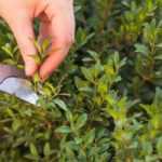Boxwood: when and how to prune?