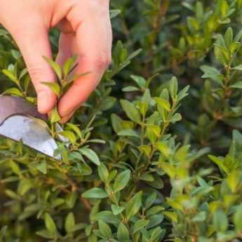 Boxwood: when and how to prune?