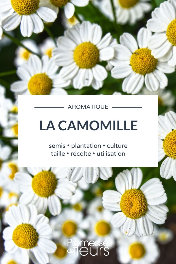 Chamomile: Everything You Need to Know
Chamomile is a beloved plant known for its delicate, daisy-like flowers and its soothing properties. This guide will provide you with all the essential information about growing and using chamomile, ensuring you can enjoy its benefits to the fullest.
### Growing Chamomile
Chamomile thrives in well-drained soil and enjoys full sun to partial shade. It is a hardy plant that can be easily grown in most temperate climates. To plant chamomile, scatter the seeds lightly on the soil surface during spring or autumn. The seeds need light to germinate, so do not cover them with soil.
### Care and Maintenance
Water chamomile plants regularly, especially during dry spells, but be careful not to overwater as this can lead to root rot. Chamomile is relatively low-maintenance but benefits from occasional feeding with a balanced fertilizer. Deadheading the spent flowers will encourage further blooming.
### Harvesting and Uses
The best time to harvest chamomile flowers is when they are fully open, just before the petals begin to fall back. Dry the flowers by spreading them out in a thin layer in a dry, airy space away from direct sunlight. Once dried, the flowers can be used to make chamomile tea, known for its calming effects and ability to aid digestion.
Chamomile also has applications in skincare, often found in products that soothe irritated skin. Additionally, its gentle nature makes it suitable for use in children's remedies.
### Conclusion
Chamomile is not only a beautiful addition to your garden but also a versatile herb with numerous health and wellness benefits. Whether you're growing it for its aesthetic appeal or its medicinal properties, chamomile is a rewarding choice for any gardener. Chamomile: Everything You Need to Know
Chamomile is a beloved plant known for its delicate, daisy-like flowers and its soothing properties. In this article, we'll explore everything you need to know about growing and using chamomile, whether you're a seasoned gardener or a beginner looking to add this versatile herb to your garden.
### Growing Chamomile
Chamomile is relatively easy to grow and can thrive in a variety of conditions, although it prefers well-drained soil and plenty of sunlight. There are two main types of chamomile: Roman Chamomile (*Chamaemelum nobile*) and German Chamomile (*Matricaria recutita*). Both varieties have similar care requirements but differ slightly in their growth habits and uses.
#### Planting
You can start chamomile from seeds or seedlings. If starting from seeds, sow them directly into the ground in spring after the last frost. Chamomile seeds need light to germinate, so simply press them into the soil without covering them. Keep the soil moist until germination, which usually takes about one to two weeks.
#### Care
Chamomile is a low-maintenance plant. Water it regularly, especially during dry spells, but be careful not to overwater as this can lead to root rot. Chamomile does not usually require fertilization; however, a light application of a balanced organic fertilizer in the spring can help promote healthy growth.
### Harvesting and Using Chamomile
The best time to harvest chamomile flowers is when they are fully open, just before they begin to wilt. This is when the essential oils are most potent. Gently pick the flowers and let them dry in a cool, dark place if you plan to use them for tea or other herbal remedies.
#### Chamomile Tea
Chamomile tea is renowned for its calming effects, making it a perfect drink before bedtime. To make chamomile tea, steep 2-3 dried chamomile flowers in hot water for about 5 minutes. You can add honey or lemon for extra flavour.
#### Other Uses
Beyond tea, chamomile can be used in various ways. It's popular in skincare products for its anti-inflammatory and soothing properties. You can also use chamomile as a natural plant feed by steeping the flowers in water to create a chamomile tea for plants.
### Conclusion
Chamomile is not only a beautiful addition to your garden but also a versatile herb with numerous benefits. Whether you're growing it for its aesthetic appeal or its medicinal properties, chamomile is sure to enrich your gardening experience and your health.
Happy gardening!