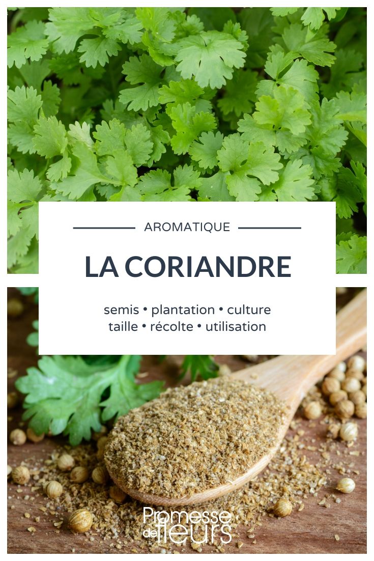 Coriander: Everything You Need to Know
Coriander, scientifically known as Coriandrum sativum, is a versatile herb widely used in culinary dishes around the globe. In the UK and Ireland, it's commonly referred to as coriander in its leaf form and coriander seeds when discussing its dried seeds. This herb is not only cherished for its aromatic leaves but also for its seeds, which are used as a spice.
### Growing Coriander
Coriander thrives in a mild climate and can be grown in the garden or in pots on a balcony or windowsill. It prefers a well-drained, fertile soil and a sunny to partially shaded location. Sowing can begin in early spring and continue until late summer, ensuring a continuous harvest of fresh leaves.
### Culinary Uses
Coriander leaves are often used fresh in a variety of dishes, including salads, soups, and salsas. They are a staple in Indian, Middle Eastern, and Latin American cuisines. The seeds are used whole or ground into powder and are essential ingredients in curries, spice mixes, and marinades.
### Health Benefits
Coriander is not only a flavour enhancer but also packed with health benefits. It is known to aid in digestion, reduce inflammation, and lower blood sugar levels. Additionally, coriander leaves are rich in vitamins A, C, and K, making them a healthy addition to any diet.
### Harvesting and Storage
To harvest coriander, simply cut the leaves as needed, preferably in the morning when their aroma is at its peak. For the seeds, wait until they turn brown and harvest them before they fall off the plant. Leaves can be stored in the refrigerator for a few days, while seeds can be kept in an airtight container in a cool, dry place for several months.
Whether you're a seasoned gardener or a culinary enthusiast, coriander is a must-have in your garden and kitchen. Its ease of growth and multitude of uses make it a favourite among plant lovers and chefs alike. coriander seed