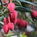 Crinodendron, Lantern Tree: planting, pruning, and maintenance