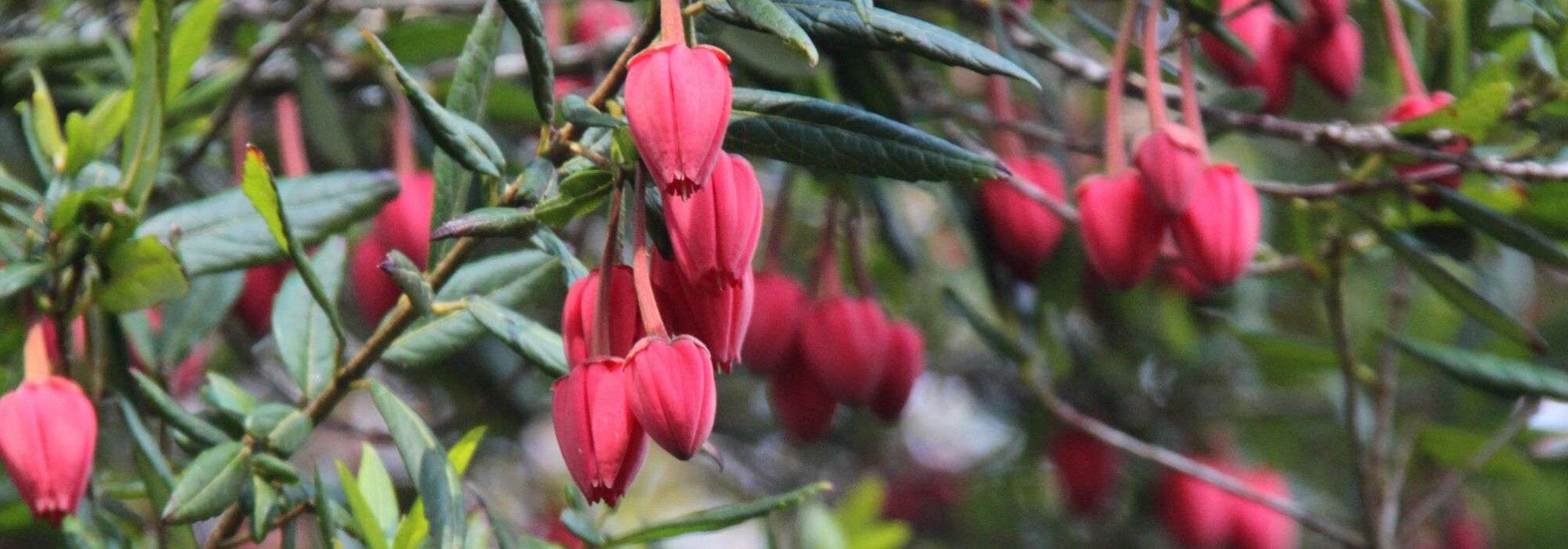 Crinodendron, Lantern Tree: planting, pruning, and maintenance