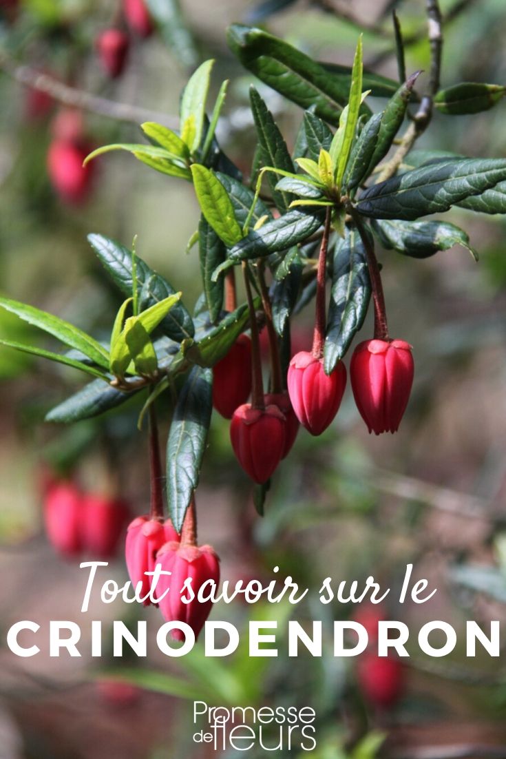 Crinodendron: Everything You Need to Know
The Crinodendron, commonly known as the Lantern Tree, is a captivating addition to any garden. Native to Chile, this evergreen shrub is renowned for its striking, lantern-like flowers which dangle elegantly from its branches. Ideal for adding a touch of exotic flair, the Crinodendron thrives in mild, sheltered spots making it perfect for gardens in the UK and Ireland.
### Planting and Care
To ensure your Lantern Tree flourishes, plant it in well-drained, acidic soil. It prefers a spot that receives partial shade, as too much direct sunlight can harm its delicate foliage. During the growing season, keep the soil consistently moist but be careful not to waterlog it.
### Pruning and Maintenance
Pruning should be done sparingly. After the plant flowers, lightly trim it to maintain shape and remove any dead or damaged branches. This minimal pruning helps encourage healthy growth and flowering.
### Winter Care
In colder regions, provide some protection from frost to prevent damage. Applying a thick mulch around the base of the plant can help insulate the roots during harsh winter weather.
### Common Issues
Watch out for pests like aphids and diseases such as root rot, which can occur if the soil is too wet. Regular monitoring and maintaining proper care will keep your Crinodendron healthy and vibrant.
Embrace the beauty of the Lantern Tree in your garden and enjoy its unique charm throughout the seasons. Whether planted as a standalone feature or as part of a mixed border, the Crinodendron is sure to be a showstopper. Lantern Trees: Everything You Need to Know
