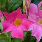 <em>Dipladenia</em> in winter: protecting it from the cold