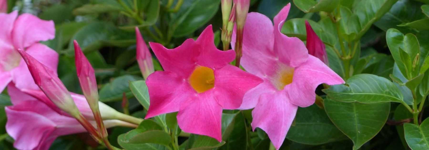 <em>Dipladenia</em> in winter: protecting it from the cold