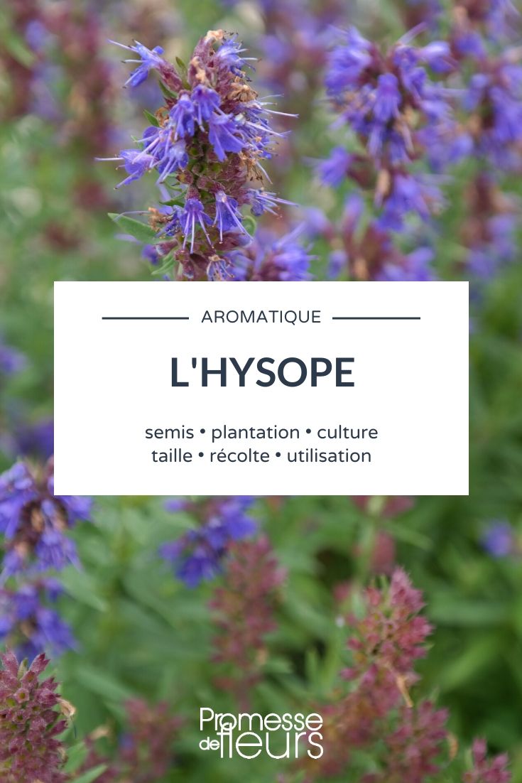Hyssop: Everything You Need to Know
Hyssop, scientifically known as Hyssopus officinalis, is a herbaceous plant belonging to the Lamiaceae family. It is highly regarded for its aromatic leaves and vibrant blue flowers, making it a favourite in both ornamental gardens and culinary collections.
### Origins and Characteristics
Native to Southern Europe and the Middle East, hyssop thrives in a range of environments, preferring well-drained, fertile soil and full sun exposure. This perennial plant typically grows to a height of 30 to 60 cm and is known for its upright, bushy stature.
### Culinary Uses
Hyssop leaves are celebrated for their intense minty flavour, which adds a unique twist to various dishes. They are often used in soups, salads, and meat dishes, and can also be a delightful addition to herbal teas.
### Medicinal Benefits
Traditionally, hyssop has been used in herbal medicine for its antiseptic, cough relieving, and digestive properties. It is often recommended as a natural treatment for respiratory conditions, including coughs and colds.
### Gardening Tips
To cultivate hyssop successfully:
- Plant in a sunny spot with well-draining soil.
- Water regularly, but be careful not to overwater, as hyssop does not tolerate soggy conditions.
- Prune in early spring to encourage bushier growth and more abundant blooms.
### In Conclusion
Hyssop is not only a plant with aesthetic appeal but also offers culinary and medicinal benefits. Whether you're looking to enhance your garden's beauty or to explore its health-promoting properties, hyssop makes a valuable addition to any garden. hyssop