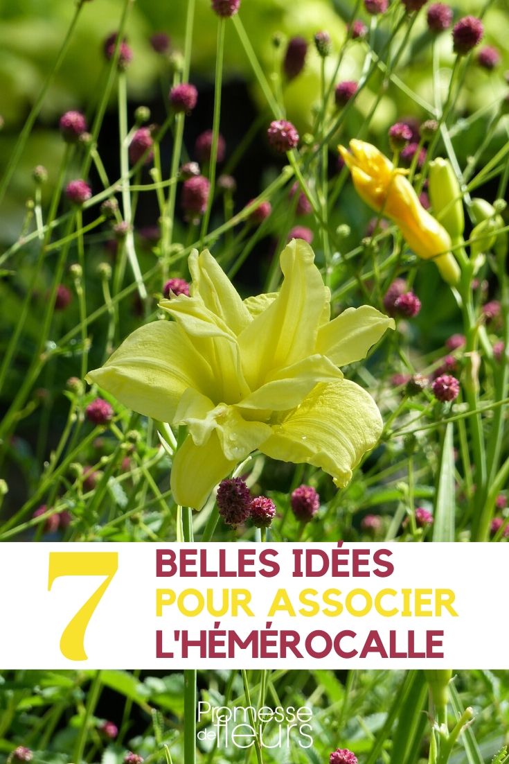 Daylily: Everything You Need to Know All About Daylilies
Daylilies, known botanically as Hemerocallis, are among the most versatile and easy-to-grow perennials in the British and Irish gardens. Their resilience and adaptability make them ideal for novice gardeners and seasoned horticulturists alike. Here's everything you need to know about cultivating these vibrant and enduring plants.
### Choosing the Right Variety
Daylilies come in a dazzling array of colours, sizes, and forms. From the striking 'Stella de Oro' with its golden blooms to the elegant 'Pardon Me', which features deep red petals with a yellow throat, there's a variety to suit every garden design and preference. When selecting daylilies, consider the flowering time and the plant's mature height and spread to ensure it fits well within your garden space.
### Planting and Care
Daylilies thrive in well-drained soil and full sun, although they can tolerate partial shade. Plant them in spring or early autumn to allow the roots to establish before the extremes of summer or winter. Space the plants about 60 cm apart to give them room to grow.
Water newly planted daylilies regularly until they are established. Once mature, they are remarkably drought-tolerant, though occasional watering during prolonged dry spells will keep them looking their best. Apply a balanced fertiliser in early spring to promote vigorous growth and abundant flowering.
### Maintenance
Daylilies are low-maintenance but benefit from some basic care. Remove spent flower stalks to encourage reblooming and maintain a tidy appearance. In late autumn, cut back the foliage to ground level to help prevent overwintering pests and diseases.
Divide clumps every three to five years to rejuvenate the plants and maintain their vigour. This is also a great opportunity to share plants with fellow gardeners.
### Common Pests and Problems
While generally robust, daylilies can occasionally suffer from pests such as aphids and red spider mites. These can usually be controlled with insecticidal soap or by encouraging natural predators like ladybirds into the garden. Slugs and snails can also be a nuisance, particularly in damp conditions; use environmentally friendly slug pellets or barriers to protect your plants.
Rust, a fungal disease, can sometimes affect daylilies. Ensuring good air circulation around the plants and removing any infected leaves can help manage this issue.
### Enjoying Your Daylilies
Daylilies are not only beautiful but also edible. The flowers can be used to brighten up salads or as an eye-catching garnish. Always ensure that the flowers are free from pesticides and other chemicals before consuming.
With their stunning blooms and minimal care requirements, daylilies are a superb choice for adding long-lasting colour and interest to any garden. Whether you're creating sweeping borders or adding splashes of colour to mixed beds, daylilies will not disappoint.