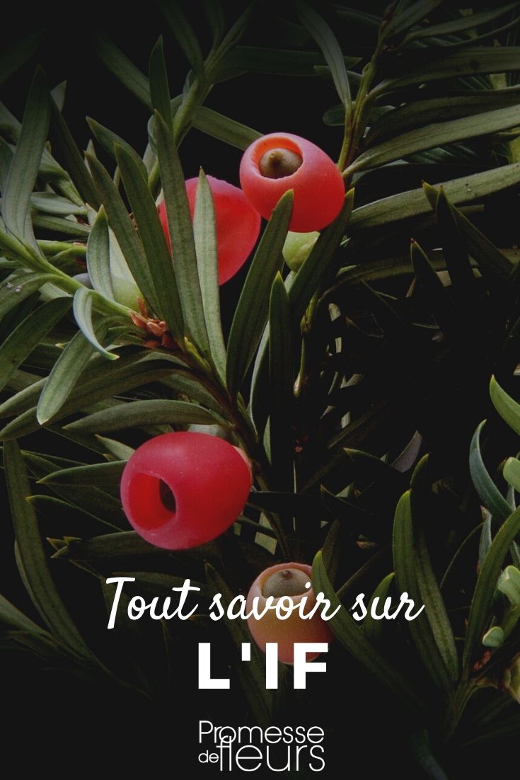 If you want to know everything If, Taxus baccata: Everything You Need to Know