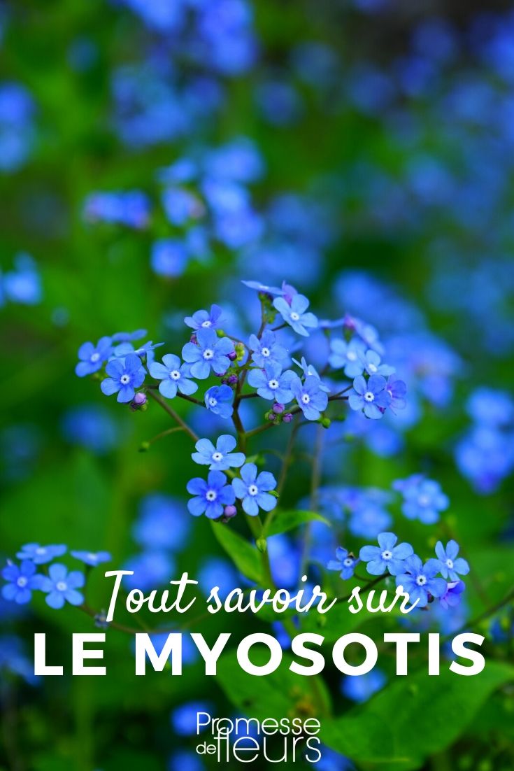 Everything You Need to Know About Forget-Me-Nots Forget-Me-Not: Sowing and Planting