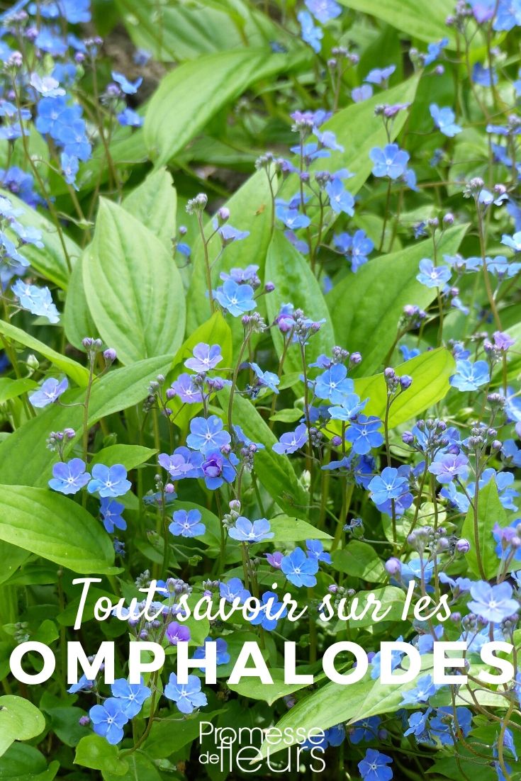 Omphalodes: Everything You Need to Know
Omphalodes, commonly known as navelwort, is a delightful addition to any garden, offering a splash of colour with its charming blue flowers. This perennial is perfect for shaded areas, thriving under trees or in the cooler parts of your garden.
### Characteristics of Omphalodes
Omphalodes is known for its resilience and low maintenance requirements. It forms dense mats of foliage, which are excellent for suppressing weeds. The leaves are typically green and heart-shaped, providing a lush undergrowth even when the plant is not in bloom.
### Ideal Growing Conditions
Navelwort prefers moist, well-drained soil and partial to full shade. It is particularly suited to woodland settings or north-facing gardens. Although it tolerates a range of soil types, it thrives in rich, humusy soil.
### Planting and Care
Plant Omphalodes in early spring or autumn. Space the plants about 15-20 cm apart to allow for spreading. Water regularly to keep the soil moist, especially during dry spells. A layer of mulch can help retain moisture and keep the roots cool.
### Uses in the Garden
Navelwort is an excellent choice for ground cover in shaded areas. It can also be used in borders or as an underplanting for taller, shade-loving shrubs. Its vibrant blue flowers, which appear in spring, make it a visually appealing option for any garden.
### Common Varieties
Some popular varieties of Omphalodes include Omphalodes cappadocica 'Starry Eyes' and Omphalodes verna, known for their distinctive blue flowers and robust growth.
### Conclusion
Omphalodes is a versatile and attractive plant that can bring life to the shaded parts of your garden. With minimal care, it can provide beautiful foliage and striking blue flowers that enhance the beauty of your outdoor space. Whether you are a novice gardener or a seasoned professional, navelwort is a plant that promises to enrich your garden experience. Omphalodes: Everything You Need to Know
Omphalodes, commonly known as navelwort, is a charming addition to any garden, particularly suited for shaded or semi-shaded areas. This perennial plant is prized for its beautiful foliage and delicate blue flowers, which resemble those of forget-me-nots. Here’s a comprehensive guide to help you understand and cultivate Omphalodes in your garden.
### Planting Omphalodes
Omphalodes thrives in moist, well-drained soil, rich in organic matter. It prefers shady locations but can tolerate partial sun, provided the soil remains cool and moist. Planting should be done in autumn or spring when the soil is workable.
### Care and Maintenance
Watering is crucial, especially in dry spells, to keep the soil consistently moist. Mulching with organic material helps retain soil moisture and suppress weeds. Fertilize with a balanced, slow-release fertilizer in early spring to promote healthy growth and flowering.
### Pruning and Propagation
Pruning is generally not necessary for Omphalodes, but you may trim back any spent flowers to keep the plant tidy. Propagation can be done by dividing the roots in early spring or by sowing seeds in autumn.
### Common Issues
Omphalodes is relatively disease-free but watch out for slugs and snails, which can damage the foliage. Regularly check and remove these pests by hand if necessary.
### Conclusion
Omphalodes is an excellent choice for adding a splash of colour to shaded garden spots. With minimal care, it can provide a beautiful display of flowers year after year. Whether you are a seasoned gardener or a beginner, Omphalodes is a delightful and rewarding plant to grow.