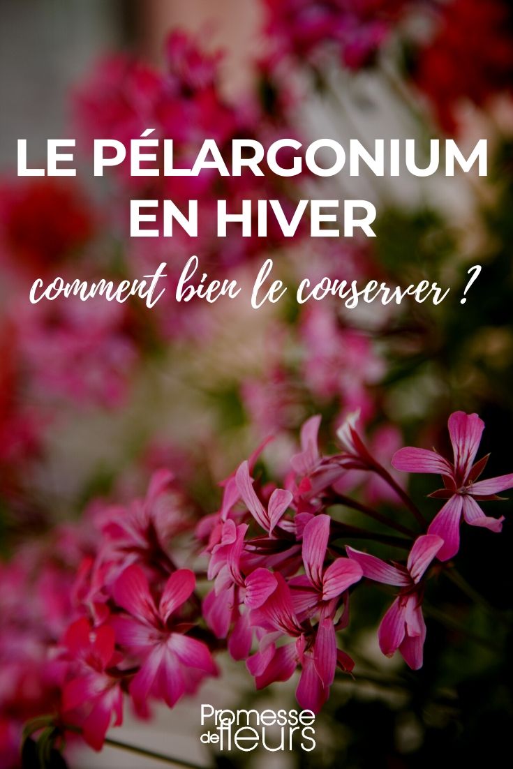 Caring for Pelargoniums or Geraniums

Pelargoniums, commonly known as geraniums, are a staple in many gardens and balconies across the UK and Ireland. Their bright blooms and aromatic leaves make them a popular choice for both aesthetic and practical purposes. Here’s a guide to help you keep your pelargoniums thriving.

**Light and Location**
Pelargoniums thrive in bright, indirect sunlight. They perform best when they receive about six hours of morning sunlight daily. Avoid placing them in full afternoon sun, which can scorch their leaves.

**Watering**
Water pelargoniums moderately, allowing the soil to dry out between waterings. Overwatering can lead to root rot, so ensure the pot has good drainage. During the winter, reduce watering but do not let the plants completely dry out.

**Feeding**
Feed your pelargoniums every two weeks during the growing season with a balanced liquid fertilizer. This will help promote vigorous growth and abundant flowering. Reduce feeding in the winter months.

**Pruning and Deadheading**
Regular pruning helps maintain a bushy, compact shape and encourages more blooms. Pinch off spent flowers and any leggy growth to stimulate new blooms and foliage. In early spring, prune back harder to encourage new growth from the base.

**Overwintering**
Pelargoniums are not frost-hardy. In colder regions, bring them indoors or into a greenhouse before the first frost. Keep them in a cool, well-lit place and water sparingly.

By following these simple care tips, your pelargoniums should remain vibrant and healthy, adding a splash of colour to your garden or home throughout the season.