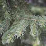 Douglas Fir, Pseudotsuga: planting, pruning, and maintenance