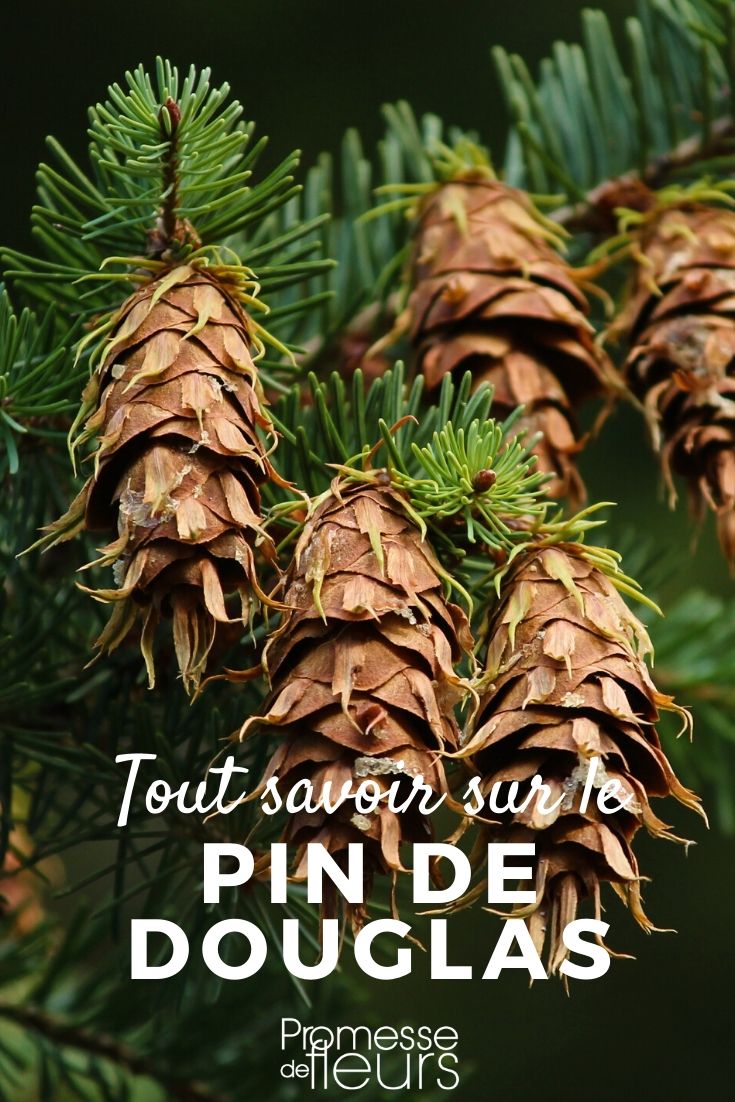 Pseudotsuga menziesii: Everything You Need to Know

The Pseudotsuga menziesii, commonly known as the Douglas fir, is a towering giant in the world of trees, renowned for its impressive height and robust nature. Native to the western regions of North America, this evergreen conifer has been a favourite in both landscaping and timber production across various regions, including the UK and Ireland.

### Characteristics and Growth

The Douglas fir can reach staggering heights, often growing up to 70 meters tall, with a trunk diameter of up to 2 meters. Its lifespan is equally impressive, with some specimens living over 1000 years. The tree features a conical shape in its youth, which gradually becomes more cylindrical with age. The needles of the Douglas fir are flat and soft, typically measuring 2 to 3 cm in length, and radiate out in all directions from the branch.

### Ideal Growing Conditions

To thrive, Pseudotsuga menziesii prefers a cool, humid climate with well-drained, acidic soil. It is relatively adaptable, however, and can tolerate a range of soil types and conditions, provided it has enough space to accommodate its large root system. Full sunlight is ideal for optimal growth, though it can also manage in partial shade.

### Uses and Benefits

The wood of the Douglas fir is highly valued for its strength, durability, and resistance to decay, making it an excellent choice for building and construction purposes. Additionally, its attractive appearance makes it popular for use in furniture and flooring. Beyond its practical applications, the Douglas fir also plays a crucial role in its native ecosystems, providing habitat and food for various wildlife species.

### Planting and Care

When planting a Douglas fir, choose a location that allows ample room for growth, both above and below ground. Regular watering helps young trees establish well, particularly in the first few years after planting. While mature Douglas firs are relatively low-maintenance, they can benefit from occasional checks for pests and diseases, which could impact their health and growth.

### Conclusion

The Pseudotsuga menziesii is a majestic and versatile tree that can add beauty and value to landscapes. With proper care and suitable conditions, it can serve as a long-lasting and resilient addition to gardens or wooded areas. Whether for its aesthetic appeal or its practical applications, the Douglas fir remains a top choice among gardeners and landscapers alike.