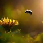 Dandelions: let them be!