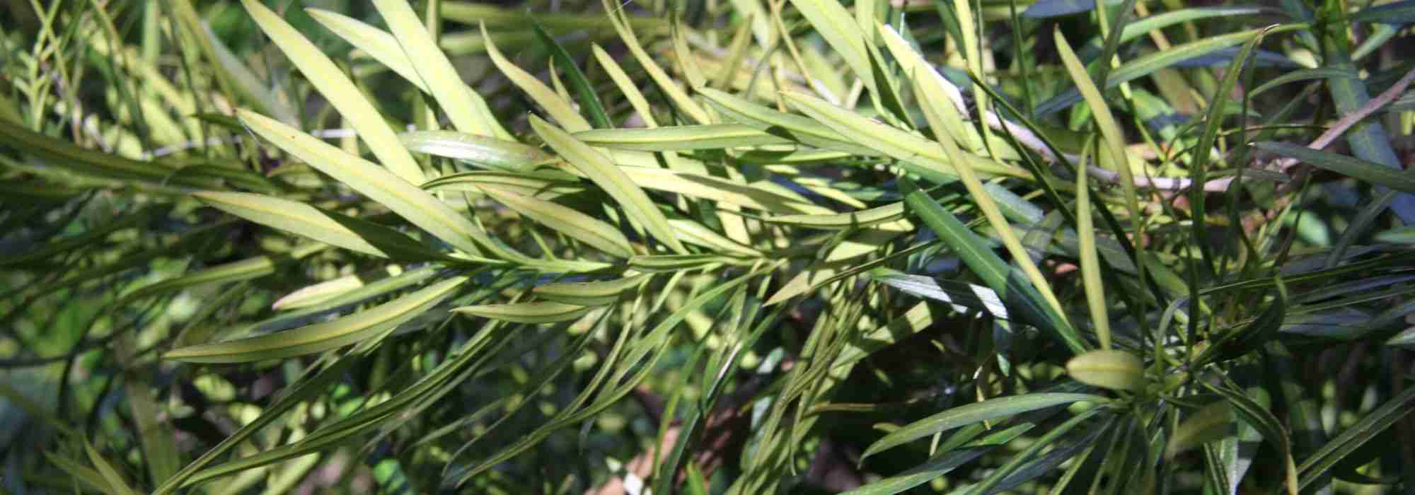 Podocarpus: planting, pruning, and caring for