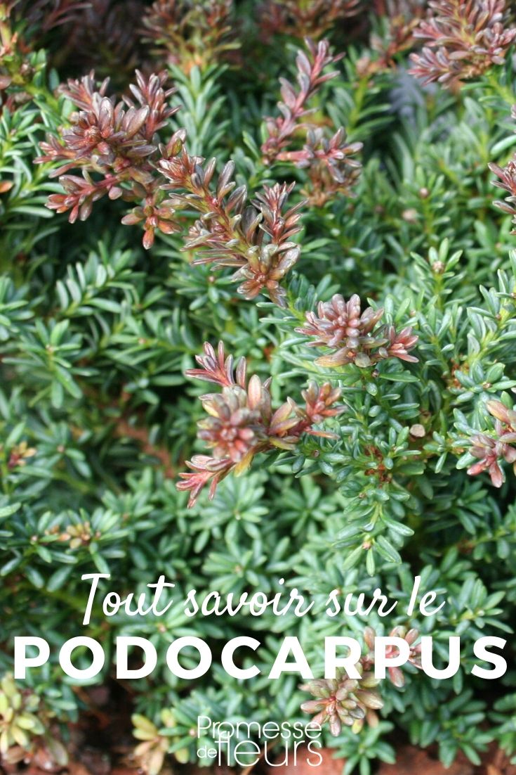 Podocarpus: Everything You Need to Know
The Podocarpus, often referred to as the "Buddhist pine," is a versatile and attractive evergreen that is ideal for gardeners looking to add a touch of elegance and longevity to their landscapes. This plant, belonging to the Podocarpaceae family, is not only aesthetically pleasing but also remarkably adaptable, thriving in a variety of climates and conditions.
**Cultivation and Care**
Growing Podocarpus is relatively straightforward. It prefers well-drained soil and can adapt to both full sun and partial shade. This makes it an excellent choice for different garden settings. Regular watering is essential, especially in dry periods, but the plant is quite drought-tolerant once established.
**Pruning and Maintenance**
Pruning is not frequently necessary for Podocarpus, but it can be pruned to maintain a desired shape or size. It's a popular choice for hedges and topiary because it responds well to shaping. Regular feeding with a balanced fertilizer will help maintain its lush, green appearance.
**Landscape Uses**
Podocarpus can be used in various ways in the garden. It's perfect as a standalone specimen or as part of a hedge. Its dense foliage and upright growth habit make it an excellent natural screen for privacy. Additionally, it can be grown in containers, making it suitable for patios and balconies.
**Pests and Diseases**
Podocarpus is relatively resistant to pests and diseases. However, it can occasionally be affected by scale insects and fungal diseases. Monitoring the plant and maintaining good cultural practices will minimize these issues.
In conclusion, whether you're a seasoned gardener or a beginner, Podocarpus offers a blend of beauty, versatility, and ease of care that can enhance any garden. Its resilience and minimal maintenance requirements make it a valuable addition to both private gardens and public landscapes. Podocarpus: Everything You Need to Know
The Podocarpus, often referred to as the "Buddhist pine," is a genus of conifers in the Podocarpaceae family, which are primarily found in the Southern Hemisphere. These evergreen trees and shrubs are highly valued for their adaptability and elegant appearance, making them a popular choice for ornamental purposes in gardens and landscapes.
### Characteristics of Podocarpus
Podocarpus species range from small shrubs to large trees. They are well-known for their dense, leathery foliage which can vary in shape from needle-like to broad and flat. The leaves are generally arranged in a spiral pattern, contributing to the plant's dense and textured appearance.
These plants are dioecious, meaning individual plants are either male or female. The male plants produce cones while the female plants develop fleshy fruit, which can be quite colourful and attractive to wildlife.
### Growing Conditions
Podocarpus plants are remarkably versatile and can thrive in a variety of climates, although they prefer temperate to warm conditions. They are suitable for USDA zones 7 through 11. These plants do best in well-drained soil and can tolerate both full sun and partial shade. However, they do require some protection from extreme temperatures and winds.
### Uses in Landscaping
Podocarpus is extensively used in landscaping due to its versatility and attractive form. It can be pruned into neat hedges or topiaries, or allowed to grow freely as a striking feature tree. Its resistance to pollution makes it an excellent choice for urban environments.
### Care and Maintenance
Caring for Podocarpus is relatively straightforward. Regular watering during dry periods will help maintain its health and vigour. While it is generally pest-resistant, it is advisable to keep an eye out for common garden pests and diseases. Pruning can be done to maintain desired shapes or to remove any dead or damaged branches.
### Conclusion
Whether you are looking to create a formal hedge or a focal point in your garden, Podocarpus offers both beauty and resilience. With minimal care, these plants can provide year-round interest and enhance any garden space.