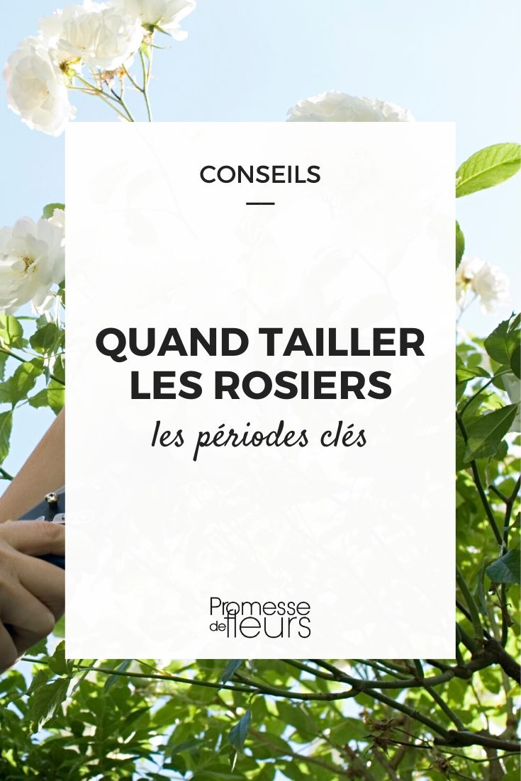 Pruning Roses: The Best Time