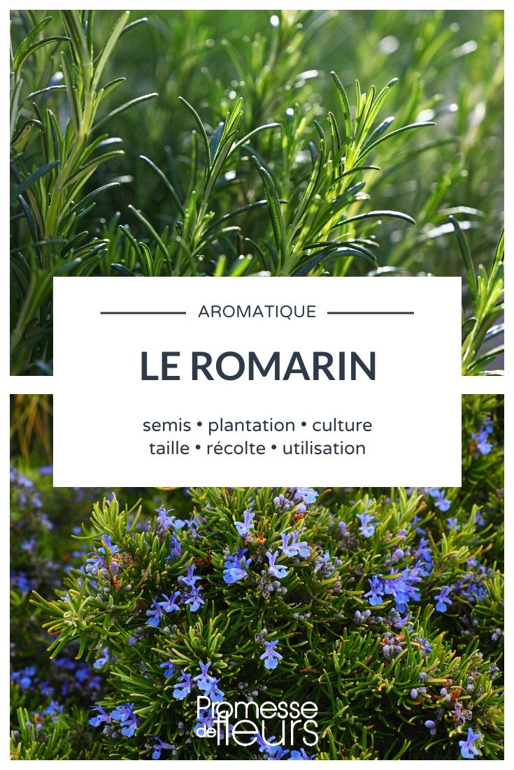 Rosemary: Everything You Need to Know Everything You Need to Know About Rosmarinus officinalis
Rosmarinus officinalis, commonly known as rosemary, is a beloved herb known for its fragrant, needle-like leaves and woody aroma. This perennial plant is not only prized for its culinary uses but also for its ornamental appeal and a host of medicinal benefits. Let's delve deeper into the world of Rosmarinus officinalis and discover how you can grow and use this versatile herb in your garden.
### Characteristics of Rosmarinus officinalis
Rosemary is a hardy shrub that belongs to the Lamiaceae family. It typically grows to a height of 1 to 2 meters and spreads outwards with its branches. The leaves are evergreen, dark green on the top, and lighter underneath, with a leathery texture. During spring and summer, the plant sports small, pale blue to white flowers, which are highly attractive to bees and other pollinators.
### Growing Conditions
Rosemary thrives in well-drained, sandy soil and prefers full sun exposure. It is suitable for USDA hardiness zones 7 to 11 and can tolerate drought, making it an excellent choice for xeriscaping. When planting rosemary, ensure that the soil is not overly rich in nutrients, as this can affect the concentration of essential oils in the leaves, which are responsible for its aroma and flavour.
### Planting and Care
To plant rosemary, choose a sunny spot with good air circulation. If you're planting in a container, make sure it has adequate drainage holes. Water the plant regularly during the first growing season to establish a robust root system. Once established, rosemary requires minimal watering but may need more frequent watering during prolonged dry spells.
Pruning is essential to maintain the desired shape of the plant and to encourage bushy growth. It's best to prune rosemary in early spring or after it has flowered.
### Culinary Uses
Rosemary is extensively used in cooking, imparting a distinctive flavour to meats, soups, and stews. It pairs wonderfully with lamb, chicken, and potatoes. Fresh or dried leaves can be used, but fresh rosemary has a more potent flavour.
### Medicinal Benefits
Traditionally, rosemary has been used to improve memory, relieve muscle pain and spasm, and stimulate the immune and circulatory systems. It is also rich in antioxidants, which are essential for neutralizing harmful free radicals in the body.
### Ornamental Uses
With its upright habit and attractive flowers, rosemary can also serve as a lovely addition to any garden. It can be grown as a hedge or used in borders and herb gardens. Additionally, its resistance to deer and rabbits makes it a practical choice for many gardeners.
In conclusion, Rosmarinus officinalis is a versatile and easy-to-grow herb that offers a multitude of benefits. Whether you're interested in its culinary, medicinal, or ornamental properties, rosemary is a delightful addition to any garden setting.