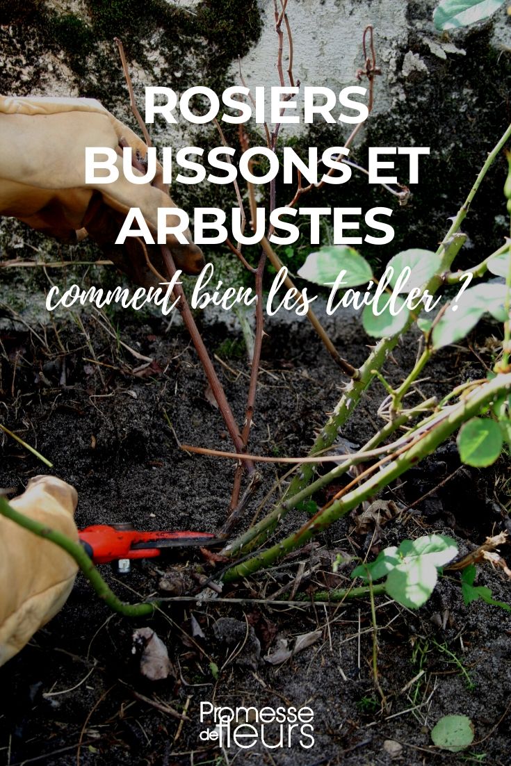 Pruning of Bush Roses and Bushes