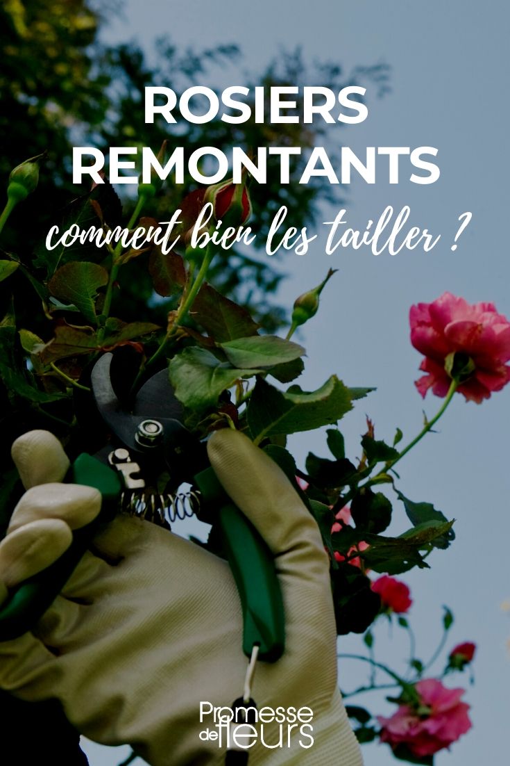 Pruning of Perpetual Roses