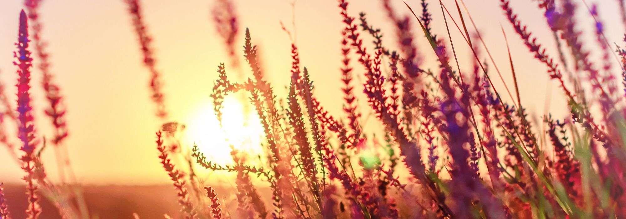 Lythrum: planting, caring for